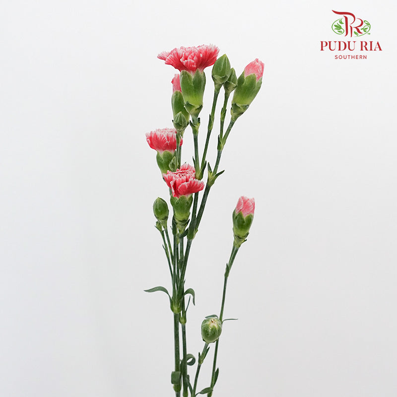 Carnation Spray Red/White (18-20 Stems) - Pudu Ria Florist Southern