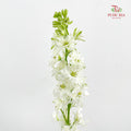 Delphinium Consolida White - ( Per Bundle)