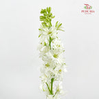 Delphinium Consolida White - ( Per Bundle)