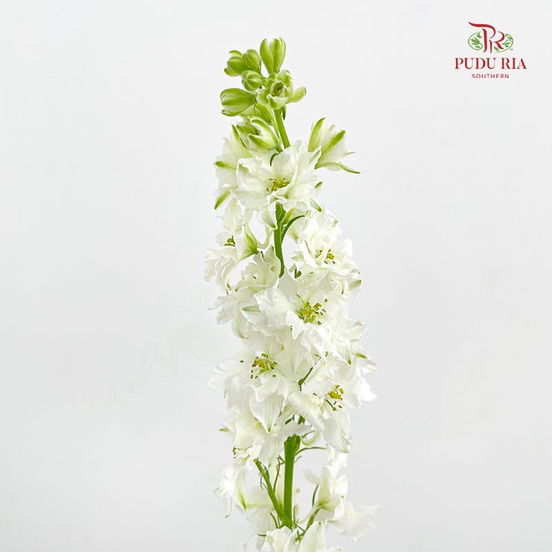 Delphinium Consolida White - ( Per Bundle)