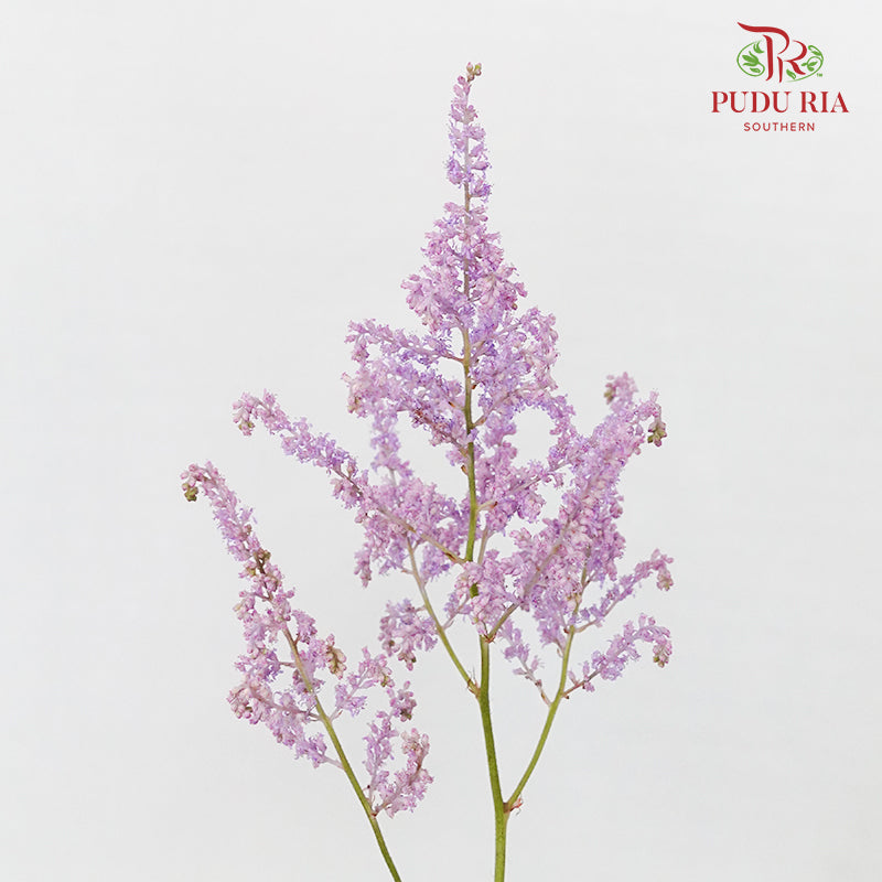 Astilbe Purple (4-5 Stems) - Pudu Ria Florist Southern
