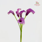 Calla Lily Purple 海芋 - (5 Stems)