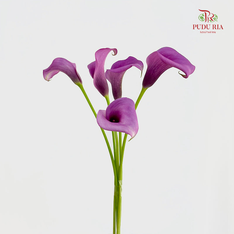 Calla Lily Purple 海芋 - (5 Stems)