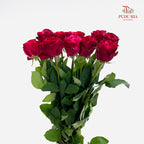 Rose Luck Fairy - (8-10 Stems)