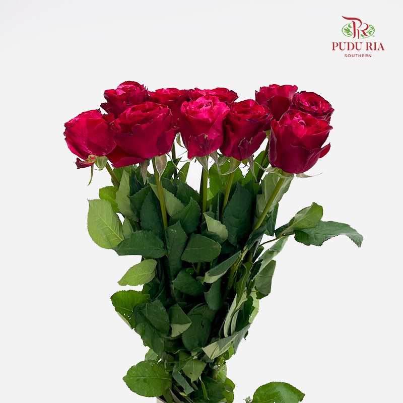 Rose Luck Fairy - (8-10 Stems)