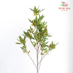 Dodonaea Viscosa - Pudu Ria Florist Southern