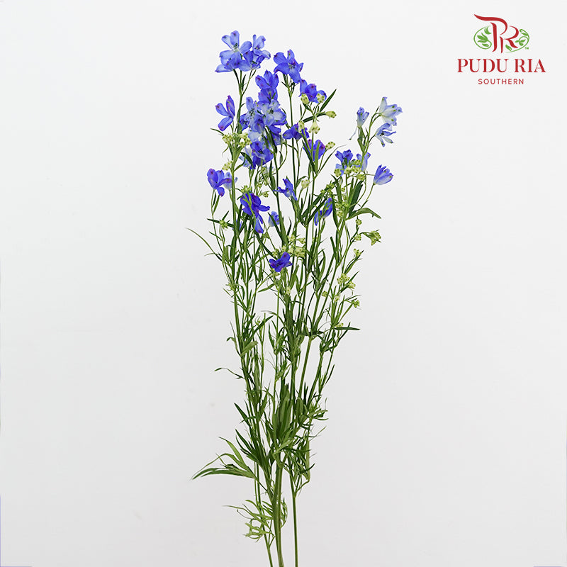 Delphinium Mini Blue - (5 Stems)