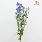 Delphinium Mini Blue 飞燕草 - (5 Stems)
