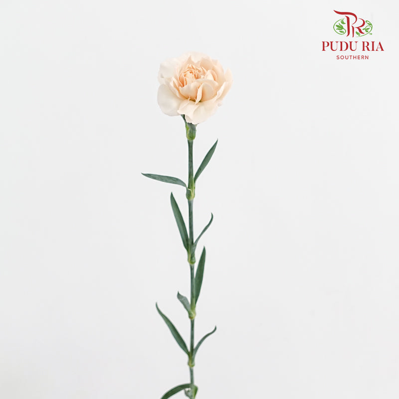 Carnation Cream 康乃馨 - (8-10 Stems)