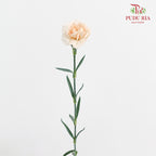 Carnation Cream 康乃馨 - (8-10 Stems)