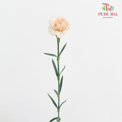 Carnation Cream (8-10 Stems)