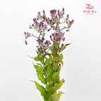 Tricyrtis 油点草 - (5 Stems)