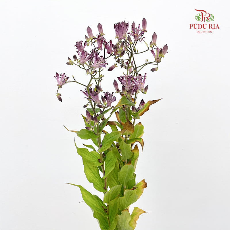 Tricyrtis 油点草 - (5 Stems)