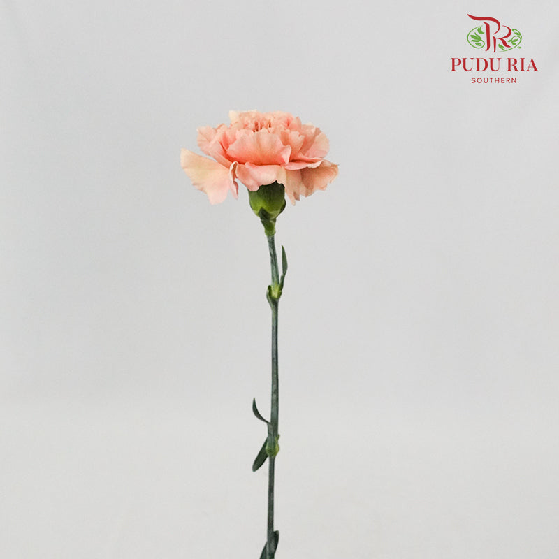 Carnation Vintage (8-10 Stems) - Pudu Ria Florist Southern