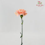 Carnation Vintage (8-10 Stems) - Pudu Ria Florist Southern