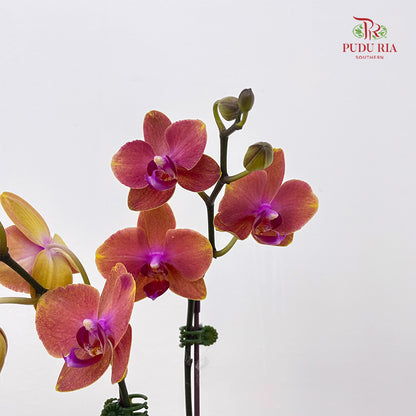 Phalaenopsis Orchid Orange Center Purple - Per Stem