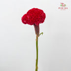 Celosia Red 鸡冠花 - (Per Stem)