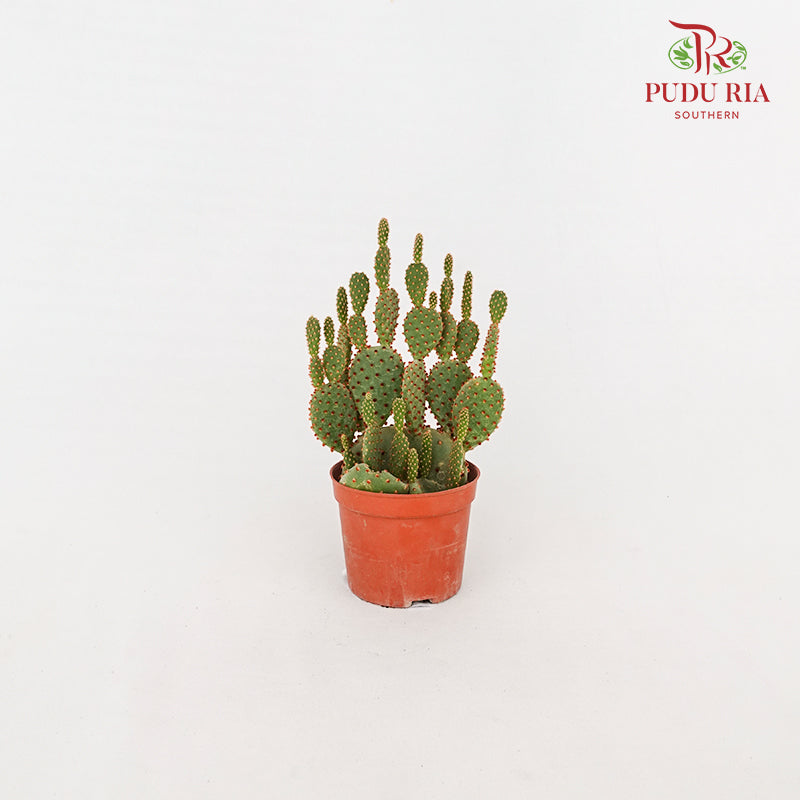 Cactus Mickey Mouse