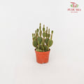 Cactus Mickey Mouse