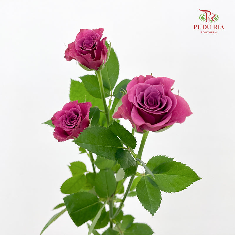 Rose Spray Blue Berry - (8-10 Stems)