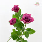Rose Spray Blue Berry - (8-10 Stems)