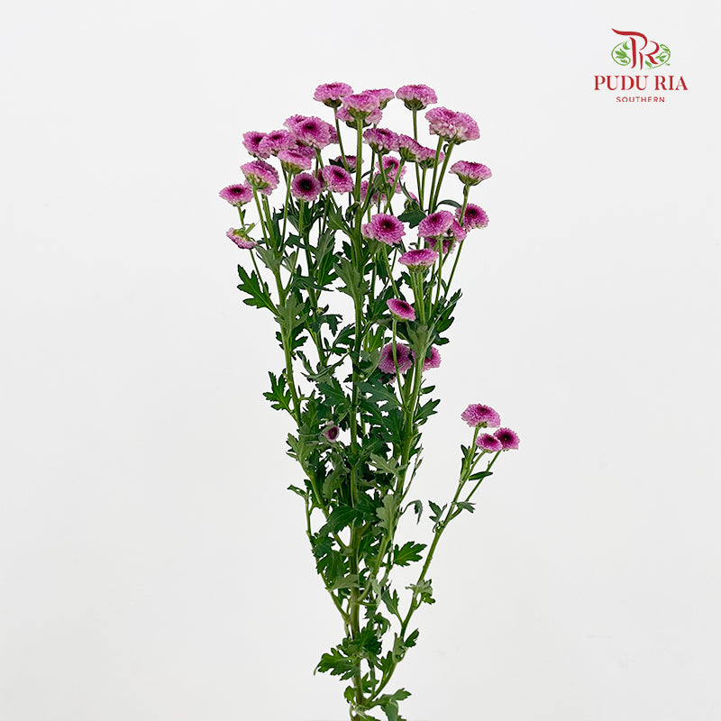 Chrysanthemum Santini / Calimero Mini Button Purple