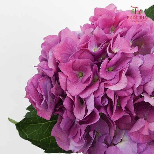 Hydrangea Magenta - (Per Stem)