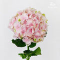 Hydrangea Two Tone Soft Pink - (Per Stem)