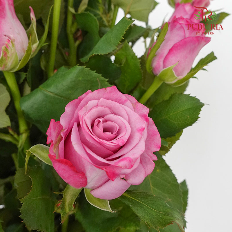 Rose Magenta (19-20 Stems) - Pudu Ria Florist Southern
