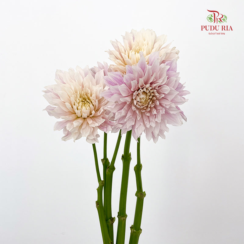 Dahlia Purple - (Per Bundle)