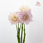 Dahlia Purple - (Per Bundle)