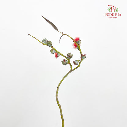 Eucalyptus Nut Red - (Per Bundle)
