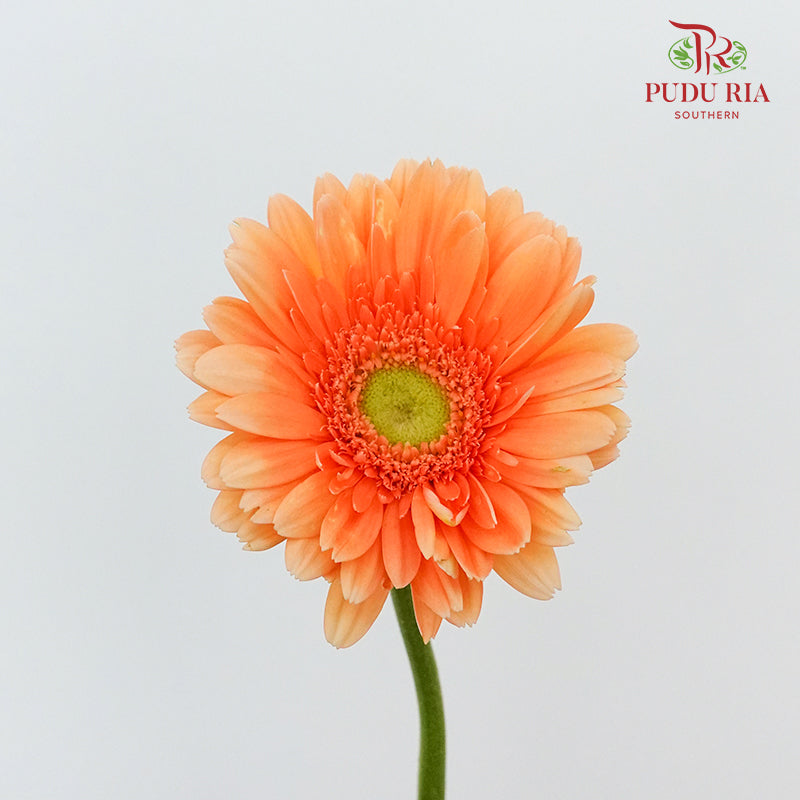 Gerbera Bright Peach (8-10 Stems) - Pudu Ria Florist Southern
