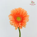 Gerbera Bright Peach (8-10 Stems) - Pudu Ria Florist Southern