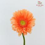 Gerbera Bright Peach (8-10 Stems) - Pudu Ria Florist Southern