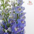 Delphinium Delladonra Blue - 5 Stems - Pudu Ria Florist Southern