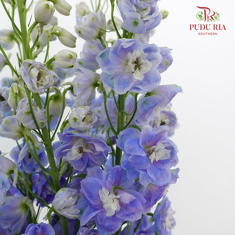 Delphinium Delladonra Blue - 5 Stems - Pudu Ria Florist Southern