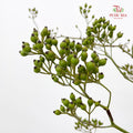 Smilax - (Per Bundle)