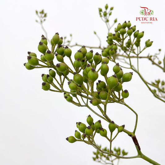 Smilax - (Per Bundle)
