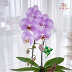 Hari Raya Phalaenopsis Orchid Arrangement (1 stems)