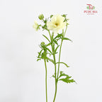 Ranunculus Butterfly Yellow 蝴蝶洋牡丹 - (Per Bundle)