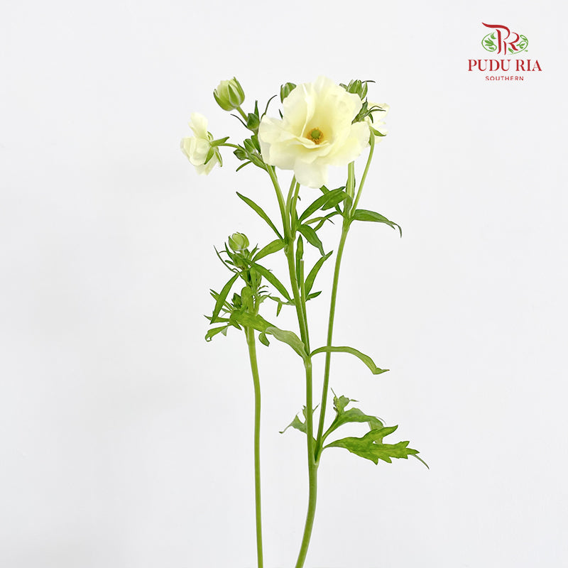 Ranunculus Butterfly Yellow 蝴蝶洋牡丹 - (Per Bundle)