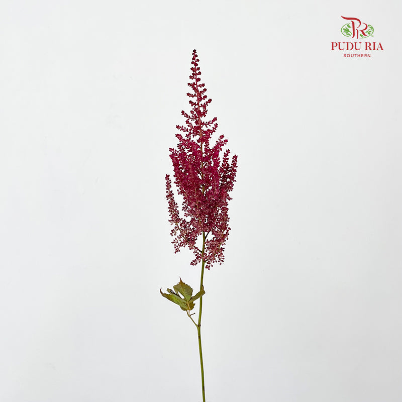 Astilbe Red Wine 落新妇 - (4-5 Stems)