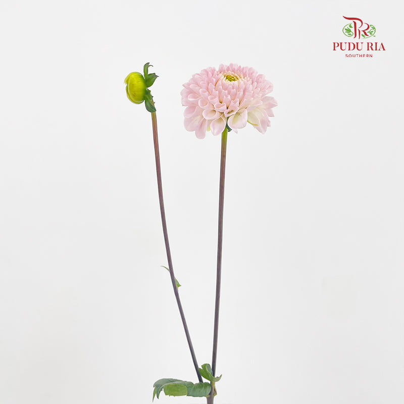Dahlia Pink - (Per Bundle)