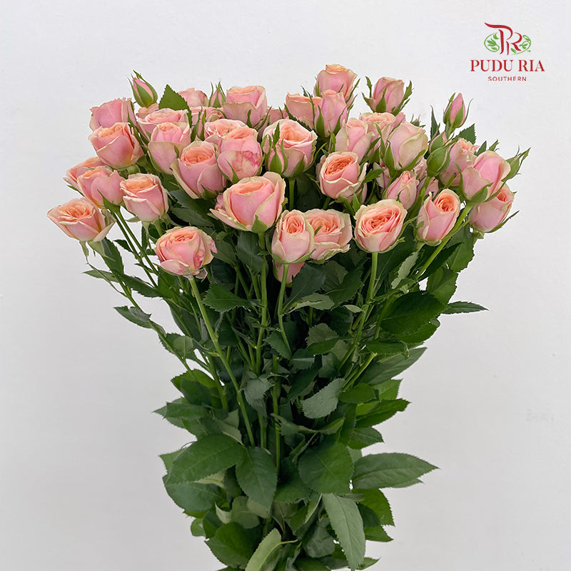 Rose Spray Dotey Lover - (8-10 Stems)