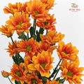 Chrysanthemum Pompom Daisy Orange 1 - (10-12 Stems)