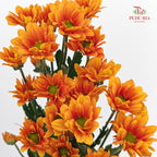 Chrysanthemum Pompom Daisy Orange 1 - (10-12 Stems)