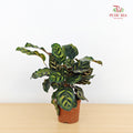 Calathea Makoyana 孔雀竹芋