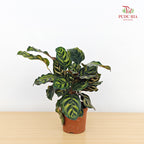 Calathea Makoyana 孔雀竹芋