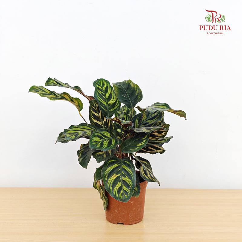 Calathea Makoyana 孔雀竹芋